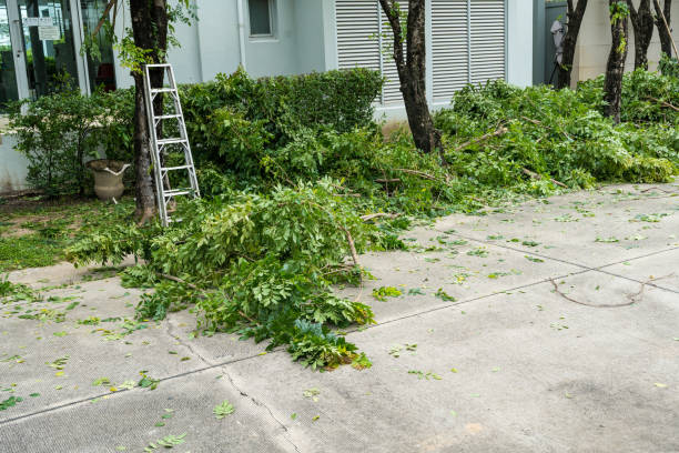 Best Leaf Removal  in Niagara, WI